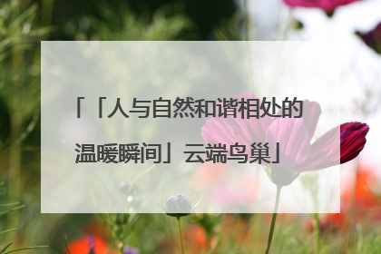 「人与自然和谐相处的温暖瞬间」云端鸟巢