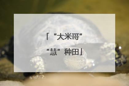 “大米哥”“慧”种田