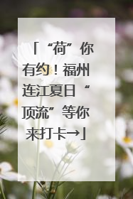 “荷”你有约！福州连江夏日“顶流”等你来打卡→