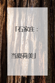 石家庄：当夏荷美