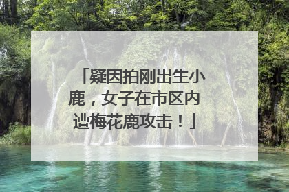 疑因拍刚出生小鹿，女子在市区内遭梅花鹿攻击！