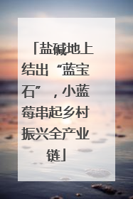 盐碱地上结出“蓝宝石”，小蓝莓串起乡村振兴全产业链