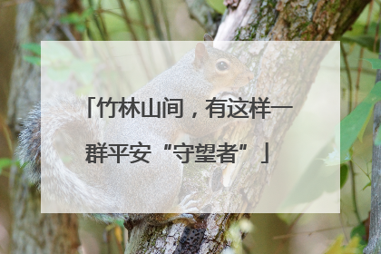 竹林山间，有这样一群平安“守望者”