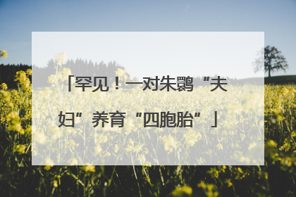罕见！一对朱鹮“夫妇”养育“四胞胎”