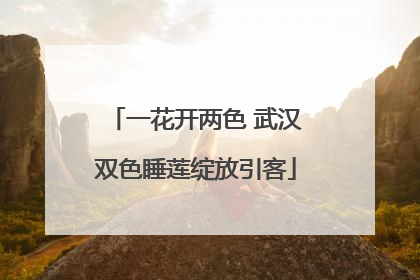 一花开两色 武汉双色睡莲绽放引客