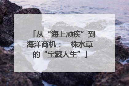 从“海上顽疾”到海洋商机：一株水草的“宝藏人生”