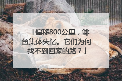 偏移800公里，鲱鱼集体失忆。它们为何找不到回家的路？
