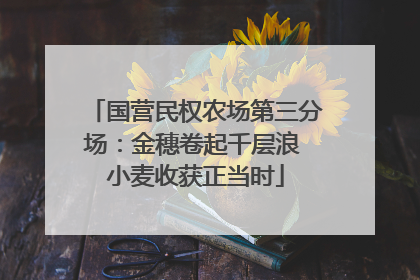 国营民权农场第三分场：金穗卷起千层浪 小麦收获正当时