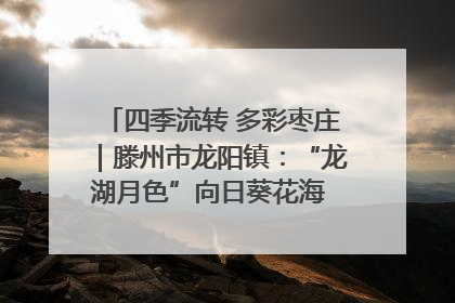 四季流转 多彩枣庄｜滕州市龙阳镇：“龙湖月色”向日葵花海 绘就乡村振兴新画卷