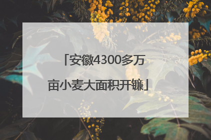 安徽4300多万亩小麦大面积开镰