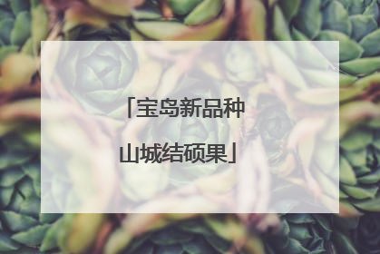 宝岛新品种 山城结硕果