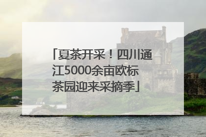 夏茶开采！四川通江5000余亩欧标茶园迎来采摘季