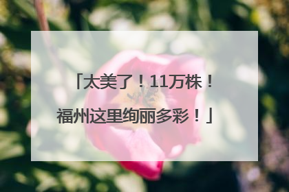 太美了！11万株！福州这里绚丽多彩！
