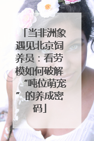 当非洲象遇见北京饲养员：看劳模如何破解“吨位萌宠”的养成密码