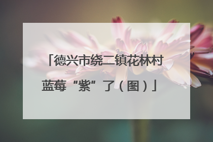 德兴市绕二镇花林村蓝莓“紫”了（图）