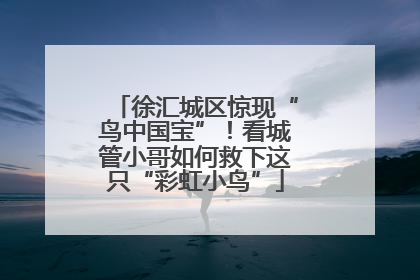 徐汇城区惊现“鸟中国宝”！看城管小哥如何救下这只“彩虹小鸟”