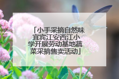 小手采摘自然味 宜宾江安西江小学开展劳动基地蔬菜采摘售卖活动