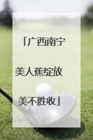 广西南宁美人蕉绽放美不胜收