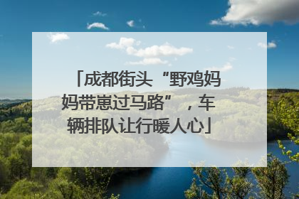 成都街头“野鸡妈妈带崽过马路”，车辆排队让行暖人心
