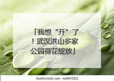我想“开”了！武汉洪山多家公园荷花绽放