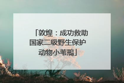 敦煌：成功救助国家二级野生保护动物小苇鳽