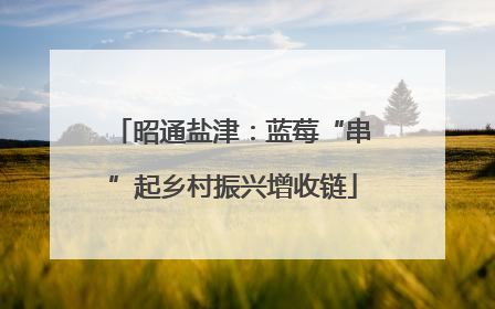 昭通盐津：蓝莓“串”起乡村振兴增收链