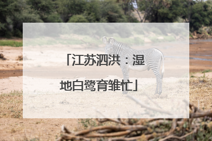 江苏泗洪：湿地白鹭育雏忙