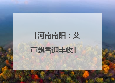 河南南阳：艾草飘香迎丰收