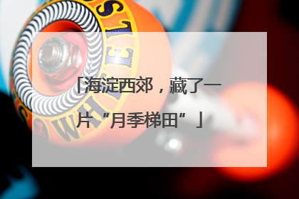 海淀西郊，藏了一片“月季梯田”