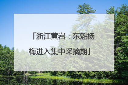 浙江黄岩：东魁杨梅进入集中采摘期