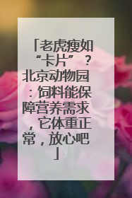 老虎瘦如“卡片”？北京动物园：饲料能保障营养需求，它体重正常，放心吧
