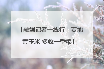 融媒记者一线行｜麦地套玉米 多收一季粮