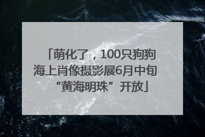 萌化了，100只狗狗海上肖像摄影展6月中旬“黄海明珠”开放