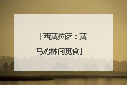 西藏拉萨：藏马鸡林间觅食