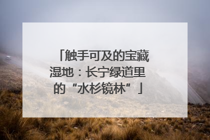 触手可及的宝藏湿地：长宁绿道里的“水杉镜林”