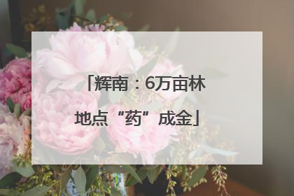 辉南：6万亩林地点“药”成金