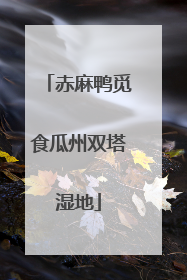 赤麻鸭觅食瓜州双塔湿地