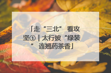 走“三北” 看攻坚①｜太行披“绿装” 连翘药茶香