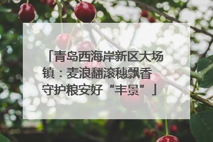 青岛西海岸新区大场镇：麦浪翻滚穗飘香 守护粮安好“丰景”