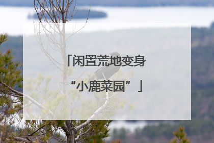 闲置荒地变身“小鹿菜园”