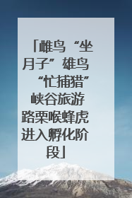 雌鸟“坐月子”雄鸟“忙捕猎” 峡谷旅游路栗喉蜂虎进入孵化阶段