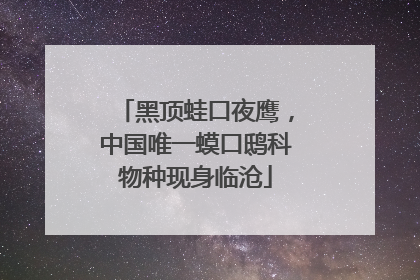 黑顶蛙口夜鹰，中国唯一蟆口鸱科物种现身临沧
