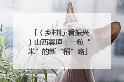 （乡村行·看振兴）山西襄垣：一粒“米”的新“稻”路