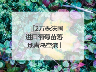 2万株法国进口葡萄苗落地青岛空港