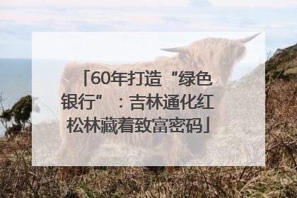 60年打造“绿色银行”：吉林通化红松林藏着致富密码